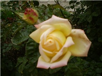 42d51efa-Picture 777.jpg